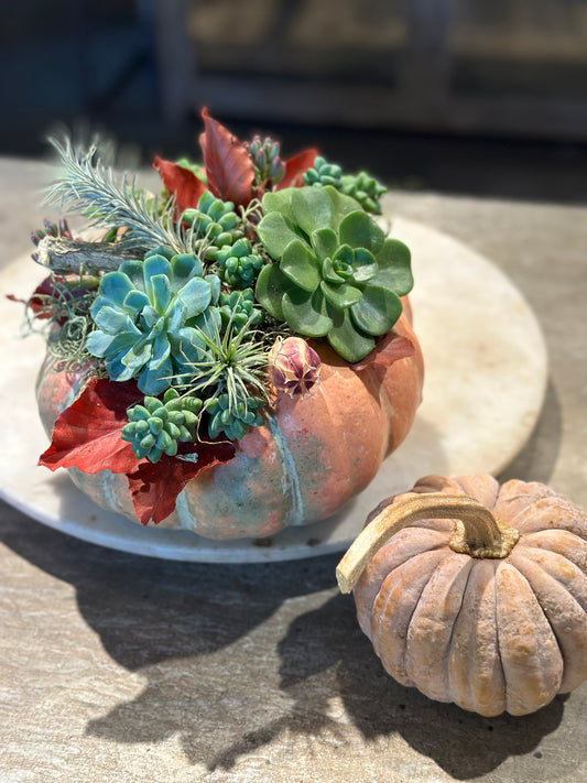 Lil’Punkin Pumpkin