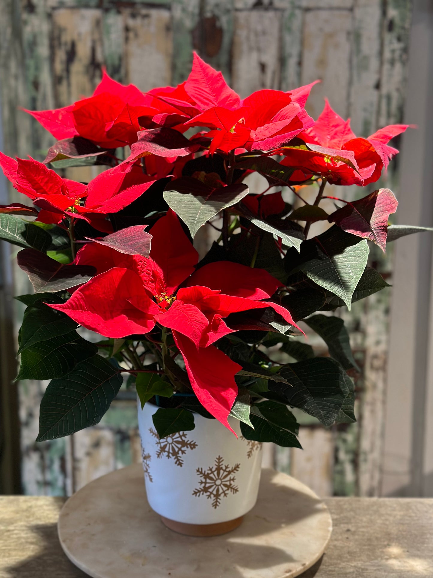 Pointsettia