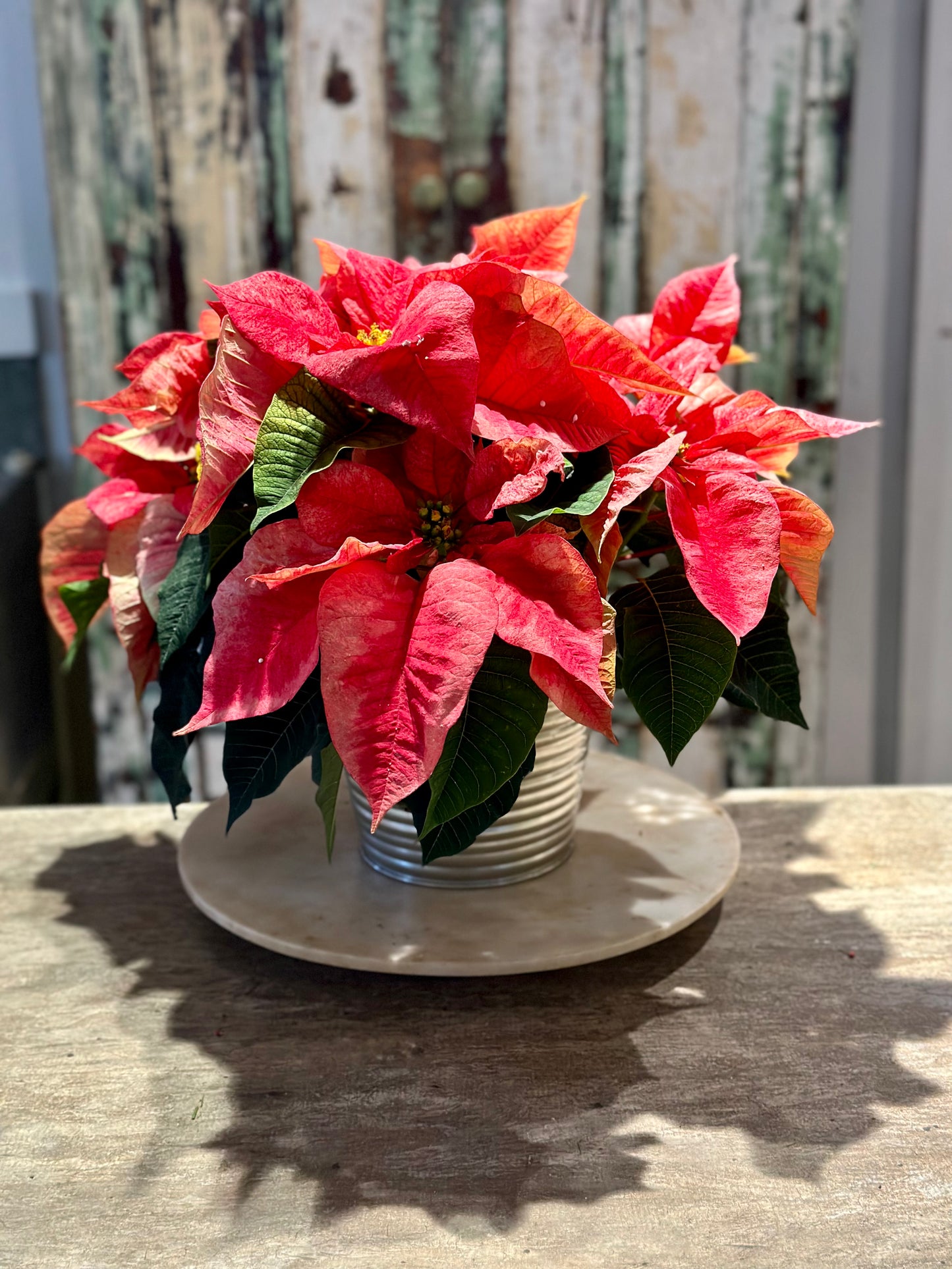 Pointsettia